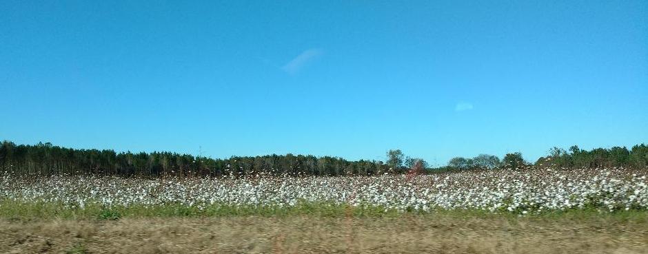 Our first cotton field